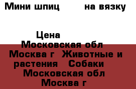 Мини шпиц-2.200 на вязку › Цена ­ 3 000 - Московская обл., Москва г. Животные и растения » Собаки   . Московская обл.,Москва г.